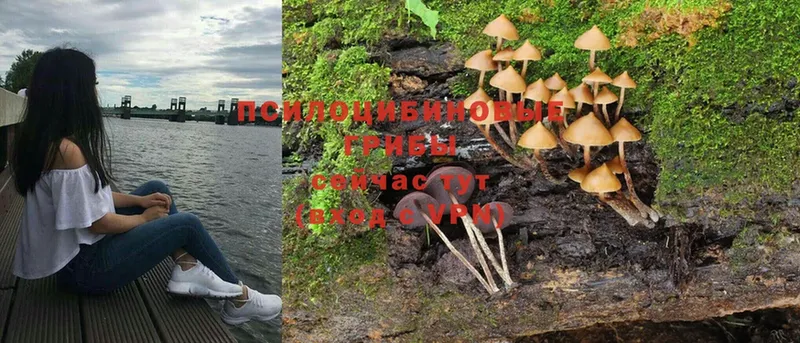 Галлюциногенные грибы Magic Shrooms  цены наркотик  Чита 